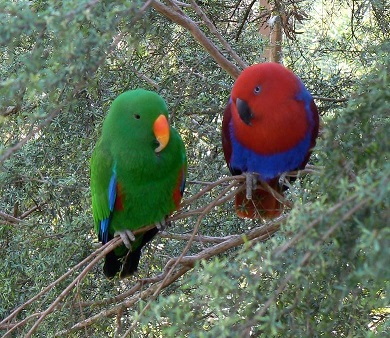 Eclectus parrots live from 40 to 50 years. Females have red and purple feathers with black beaks Males are green with orange beaks. Usually the female of the species is the more aggressive Eclectus Parrots