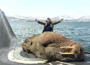 In Russia, walrus haul out on submarine! Walrus on Russian sub