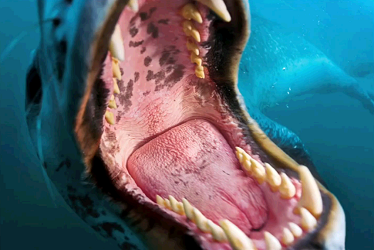 Leopard Seal displays its teeth. Do you think it eats krill? No, it eats Crabeater Seals! and penguins and fish. Leopard Seal teeth