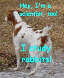 Hey! I'm a scientists, too! I study rabbits! I give them my complete attention. Dog sees a rabbit