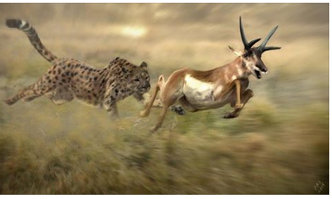 American cheetah (Miracinonyx) & one of the extinct pronghorns (Tetrameryx). Pleistocene, North America. Click on the pic to see it @2048 X 1195! American Cheetahs!