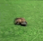 Platypus walking Platypus walking
