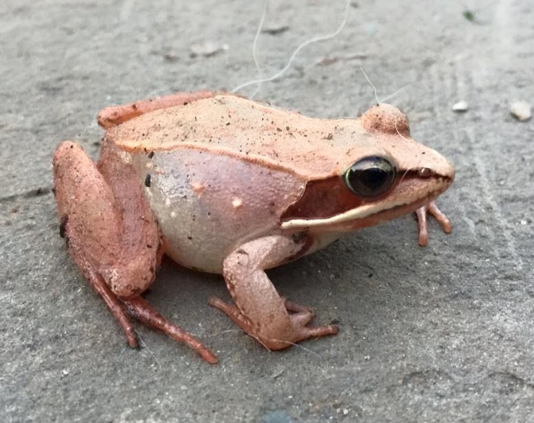 Yard visitor. Pink variant of the Wood frog, Rana sylvatica. New Jersey, 2015. Courtesy of Bevin Rose O'Grady