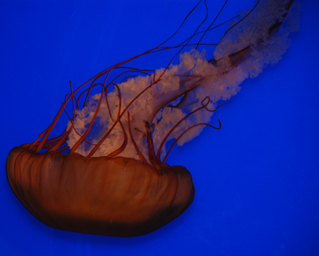 Taken at the Vancouver Aquarium in Stanley Park, Vancover, BC jellyfish