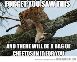 Pardon me, sir or madam, but ain't you a leopard? Leopard in tree with antelope