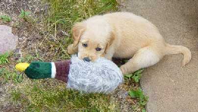 Here's the fierce dog
and her duck! Golden Retriever puppy with toy duck